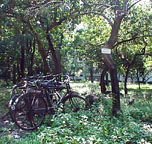Bikes parked among the trees.