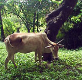 Thinking IIT cow.