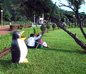 Penguin eats rubbish, Hanging Gardens.