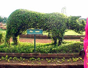 Vegetarian Rhinoceros, Hanging Gardens.