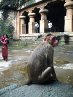 Monkey outside rock-cut temple.