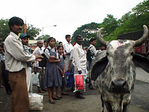 Bus stop and Cow